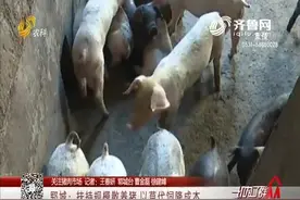 郓城养猪有“奇招”，露天地里规模散养，以草代饲料降低养殖成本视频封面