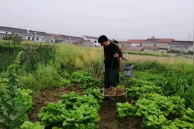 鸡鸭粪不要直接施肥，朱大哥把鸭粪挑到菜地发酵，不烧苗肥力快视频封面