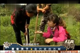 神奇的古树能行走，还能带动周边泉水一起行走，谜团解开令人咋舌视频封面