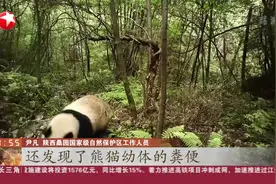 棒！陕西发现三只野生大熊猫！12个红外相机捕捉到珍贵画面视频封面