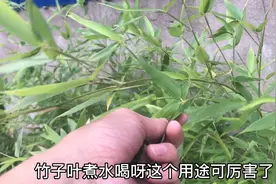 “竹子叶煮水喝”厉害了！我也是刚知道，原来对人有这么多好处！视频封面