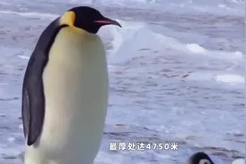南极冰川或将在一、二百年里融化，海平面上升约60米，地球将泡汤视频封面