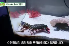 用面包虫喂皮皮虾，皮皮虾手脚并用两口吞下