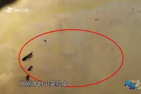 真相123：上厕所时不关马桶盖真会导致细菌飞出？我们用实验说话视频封面