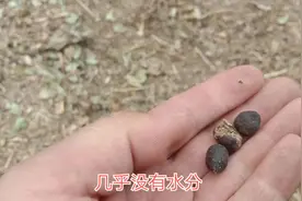 羊粪蛋又干又圆，明白了原因，就知道羊的胃有多牛视频封面