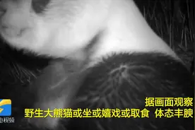 超萌！野生大熊猫现身四川绵竹，或坐或嬉戏取食，憨态可掬惹人爱视频封面
