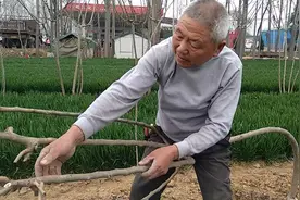 桑杈是这样做成的视频封面