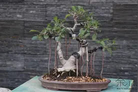 闽南榕树盆景“独木成林”造型独具一格，教你如何简单的制作出来视频封面