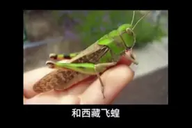 令人恐怖的蝗虫，从古代就有一直延续到现在，它为什么不灭绝呢？视频封面