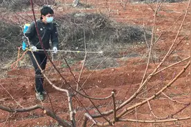 桃树即将开花了，小伙给果树喷撒石硫合剂，能有效预桃树防病虫害视频封面
