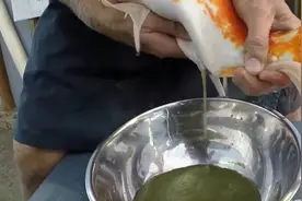 锦鲤繁殖技术，把鱼卵挤在盘里搅一搅就可以了？视频封面