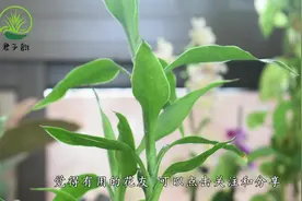 富贵竹叶子绿油油，用这点肥水，枝叶快速返青，滴1次就管用视频封面