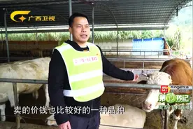 广西来宾市，西门塔尔牛肉质高端、鲜嫩爽韧，适合烧烤小酌下酒菜视频封面