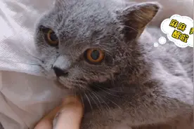 包子治疗猫传腹30天回顾，愿你从不经历猫传腹#激萌奖金视频封面
