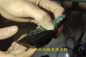 黑颈龟怎么区分，广西柳州种和广东韶关种，教你一招学会区别