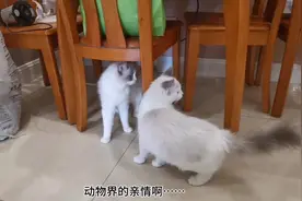 母子相认！小猫时隔一个月和猫妈妈见面是什么样子？场面让人无语视频封面