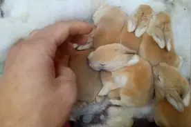 小兔子出生几天才会睁开眼睛，又要多少天才可以吃草这些你知道吗视频封面
