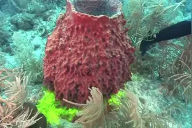 海绵宝宝的原型，这才是真正的海绵！视频封面