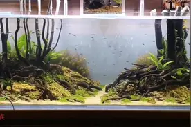 2米长鱼缸，做出正宗南美风草缸景观，一群七彩神仙鱼确实漂亮
