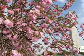 青村派| 浪漫！樱花邂逅萨克斯图片