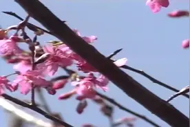 影视金曲-《八月桂花香》_国语视频封面