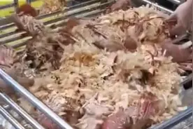 为什么龙虾要和木渣装在一起？视频封面