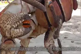 世界上最大的螃蟹，一只蟹腿就够一个人吃的了！视频封面