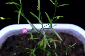 满天星从发芽到开花的成长过程视频封面