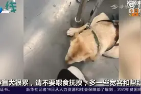 好暖！导盲犬枕着小姐姐的脚休息，小姐姐的反应亮了！视频封面