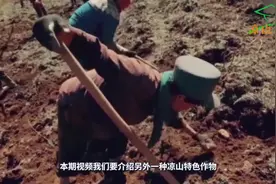 凉山农村里这些黑色颗粒作物竟然可以直接吃，还是彝族的名特产！视频封面