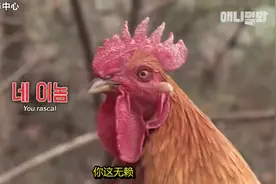 农村的三大恶霸：大鹅，公鸡和黄狗，它们做事豪横，向来野蛮！视频封面