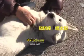 韩国阿姨的狗狗不回家，跟踪一天，发现原因大家都笑了视频封面