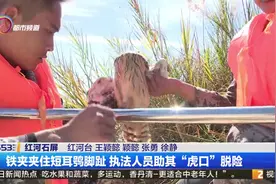 铁夹夹住短耳鸮脚趾  执法人员助其“虎口”脱险视频封面