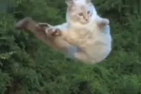 猫有九条命的说法原来是这么来的，高速摄像机为你解密。视频封面