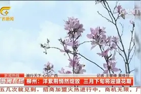 柳州：洋紫荆花悄然绽放，三月下旬将迎盛花期|新闻在线0309视频封面