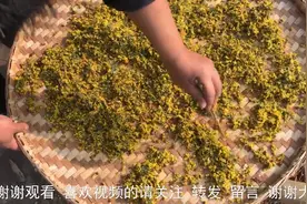 农村小伙在乡间摘去火的野菊花 制作菊花茶 野菊花还可以降高血压视频封面