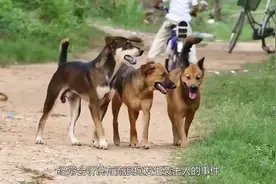 为什么老人经常说，“舔过人血的狗必须弄死”，看完真要留意了！视频封面