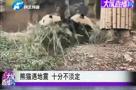 求生欲太强！地震瞬间大熊猫变球状闪电，5秒上树视频封面