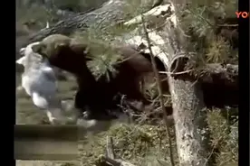 獾与狸猫争食, 狸猫被獾一口制服！视频封面