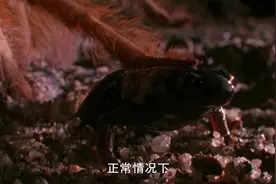 自然世界自然界的完美搭档：狼蛛释放了有倒刺的毛吓走了不速之客视频封面