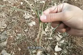 大明带你去看冬天的小麦长啥样，怎么看都像一颗小草，你觉得呢？视频封面