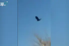 难以置信！美国女子拍到一只鸟在空中一动不动 像是被“冻结”视频封面