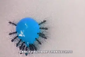 蚂蚁竟然爱吃糖？要不是镜头拍下，你敢相信