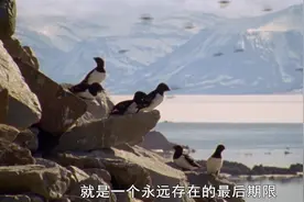 大自然的微观世界：海鸟从南部飞到北极繁殖，养育后代