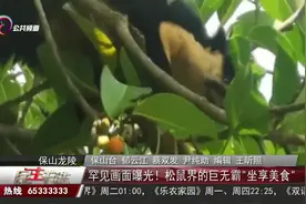 云南省龙陵县出现"松鼠界的巨无霸"！体长1米、体重3公斤视频封面