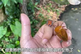 生物小知识，臭大姐真的有那么可怕么？视频封面