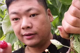 农村的樱桃真甜，小伙吃的满地都是樱桃核，采摘的感觉真好视频封面
