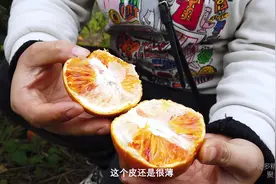 大山深处藏着一种带着“血丝”的橙子，鲜嫩多汁，鸟儿爱不释口视频封面