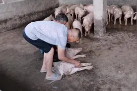 阉猪高手在民间，只需一把刀，100多斤的小猪分分钟搞定，厉害啊视频封面