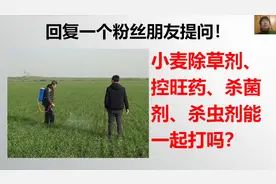 [马国平农艺师讲农业]除草剂 控旺药 杀菌剂 杀虫剂能一起打吗？视频封面